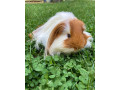 morca-morske-prasiatko-dlhosrste-small-0