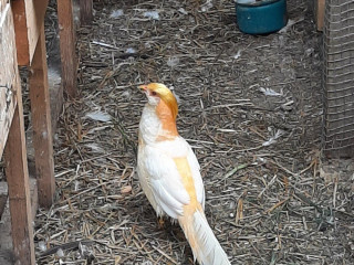 bazant