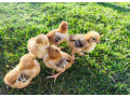 kuriatka-hodvabnicky-sussex-marans-small-3