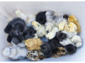 kuriatka-hodvabnicky-sussex-marans-small-0