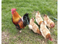 kuriatka-hodvabnicky-sussex-marans-small-4