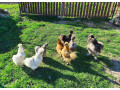 kuriatka-hodvabnicky-sussex-marans-small-1