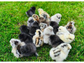 kuriatka-hodvabnicky-sussex-marans-small-2