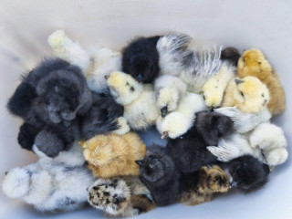 kuriatka-hodvabnicky-sussex-marans