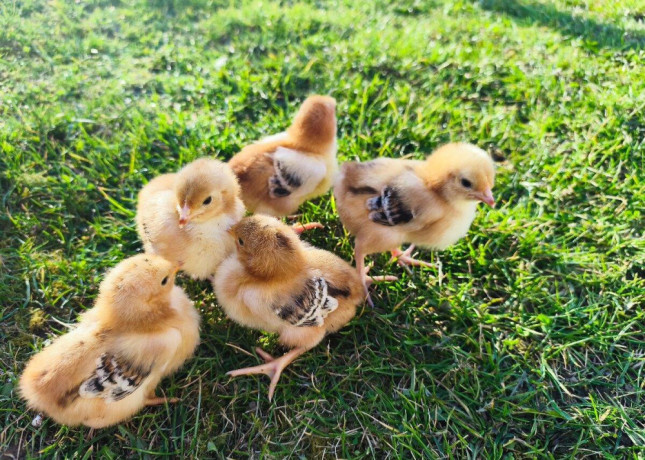 kuriatka-hodvabnicky-sussex-marans-big-3