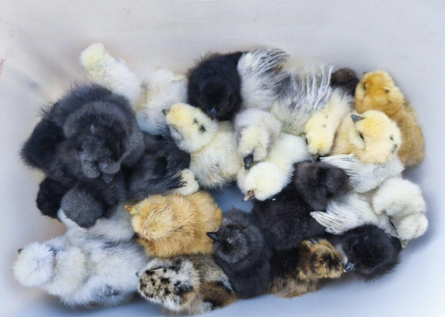 kuriatka-hodvabnicky-sussex-marans-big-0