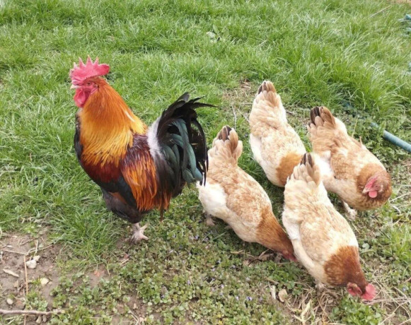 kuriatka-hodvabnicky-sussex-marans-big-4