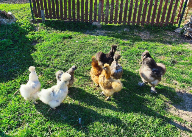 kuriatka-hodvabnicky-sussex-marans-big-1