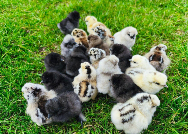 kuriatka-hodvabnicky-sussex-marans-big-2
