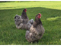 predam-orpingtonky-nosnice-small-3