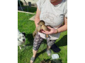 ruanske-kacky-small-4