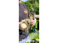 ruanske-kacky-small-0