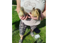ruanske-kacky-small-3