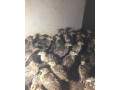 bazant-polny-small-0