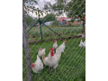 p-bresse-gauloisse-biela-small-1