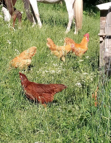 nv-vlasky-zlte-velke-big-3