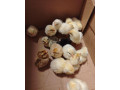 mix-kuriatok-small-2
