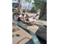 predam-2-mesacne-pizmove-kacata-small-3