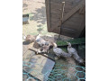 predam-2-mesacne-pizmove-kacata-small-2
