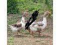 pomoranske-husy-small-1