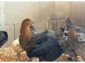 cistokrvne-sliepky-marans-small-0