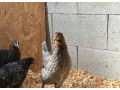 cistokrvne-sliepky-marans-small-1