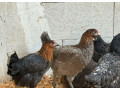 cistokrvne-sliepky-marans-small-4