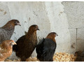 cistokrvne-sliepky-marans-small-3