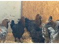 cistokrvne-sliepky-marans-small-2