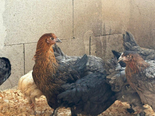 cistokrvne-sliepky-marans