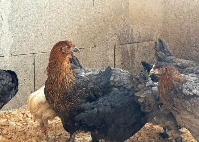 cistokrvne-sliepky-marans-big-0