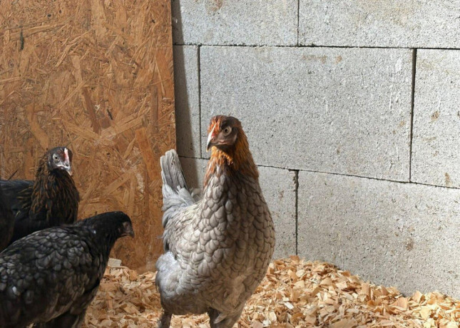 cistokrvne-sliepky-marans-big-1
