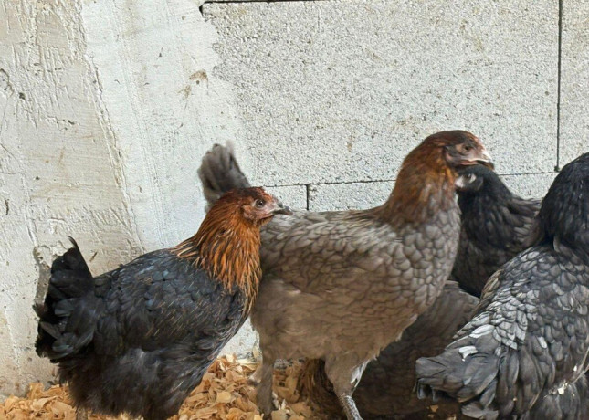 cistokrvne-sliepky-marans-big-4