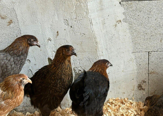 cistokrvne-sliepky-marans-big-3