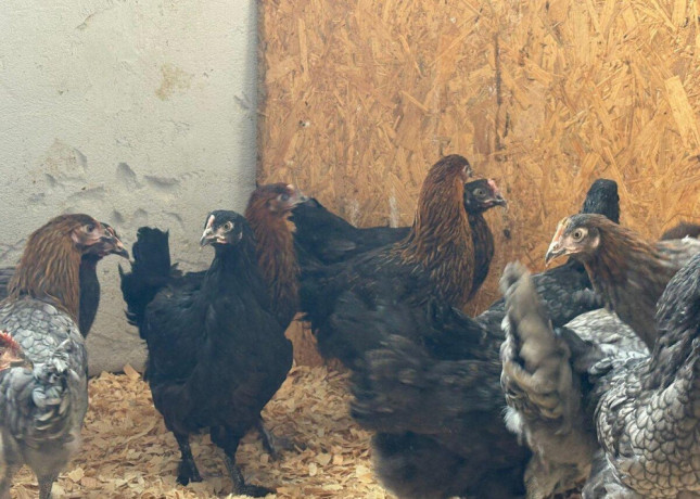 cistokrvne-sliepky-marans-big-2