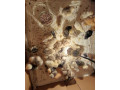predam-male-kuriatka-small-0