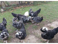 predam-male-kuriatka-small-4