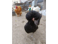 predam-male-kuriatka-small-2