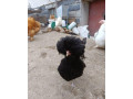 predam-male-kuriatka-small-3