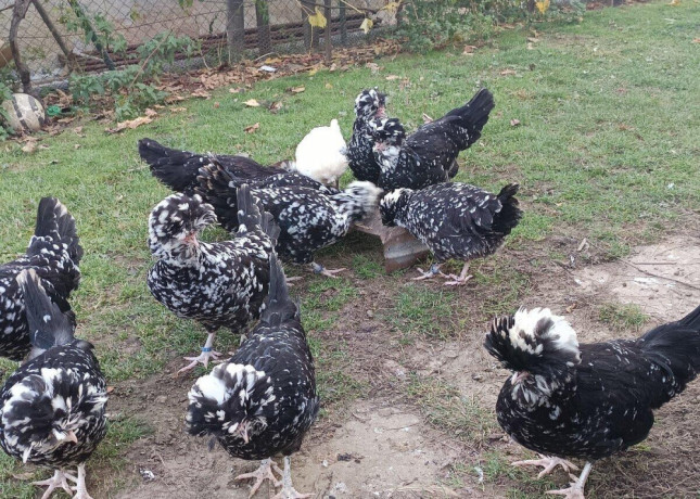 predam-male-kuriatka-big-4