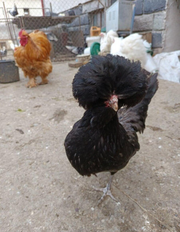 predam-male-kuriatka-big-2
