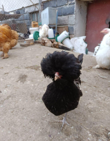 predam-male-kuriatka-big-3