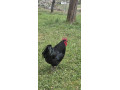 australorp-kohut-small-0