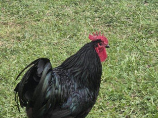 australorp-kohut