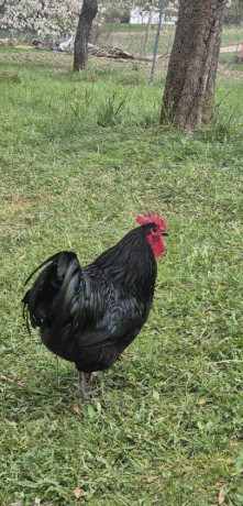 australorp-kohut-big-0