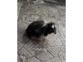 predam-zakrsleho-barana-samicku-small-2