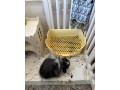 predam-zakrsleho-barana-samicku-small-1