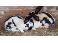 cesky-strakac-mlade-kusy-na-chov-small-4