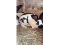cesky-strakac-mlade-kusy-na-chov-small-3