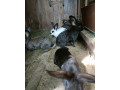 predam-kraliky-small-0